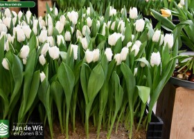 Tulipa Noordeinde ® (1)